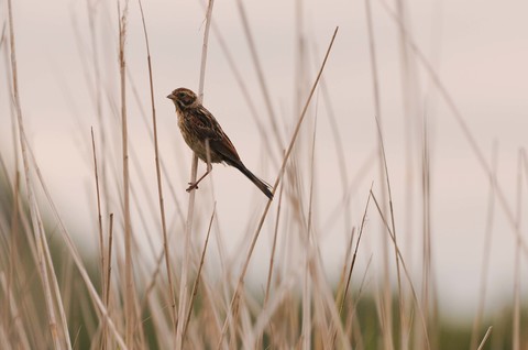 Bruant des roseaux - Emberiza schoeniclus