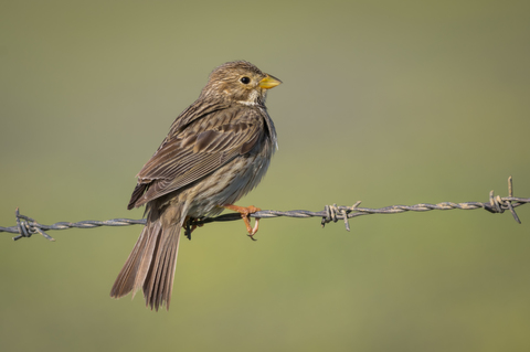 Bruant proyer (Emberiza calandra)