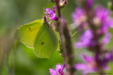 Citron - Gonepteryx rhamni