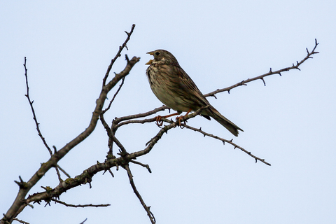 Emberiza calandra