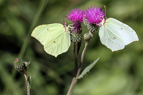 Gonepteryx rhamni