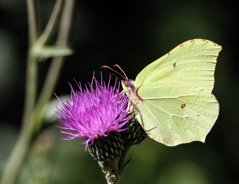 Gonepteryx rhamni