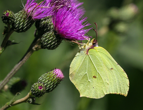 Gonepteryx rhamni