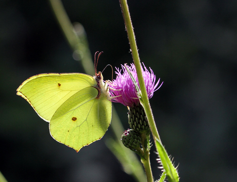 Gonepteryx rhamni