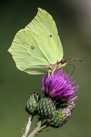 Gonepteryx rhamni