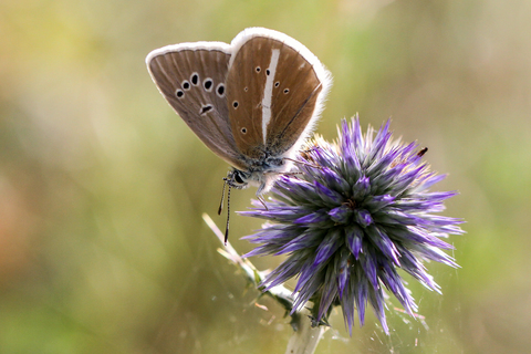 Gonepteryx rhamni