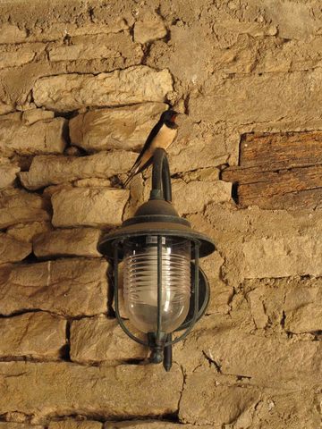 Hirondelle rustique - Hirundo rustica