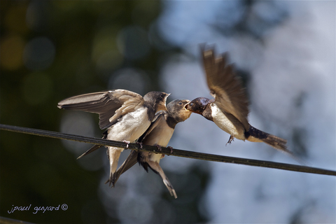 hirondelles rustiques