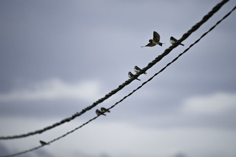 Hirondelles rustiques