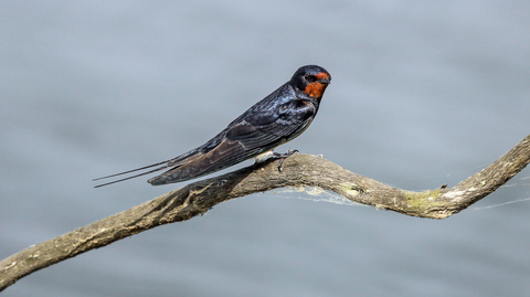 Hirundo rustica