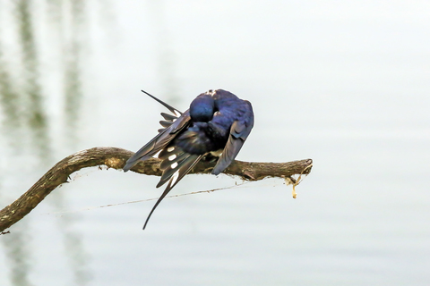 Hirundo rustica