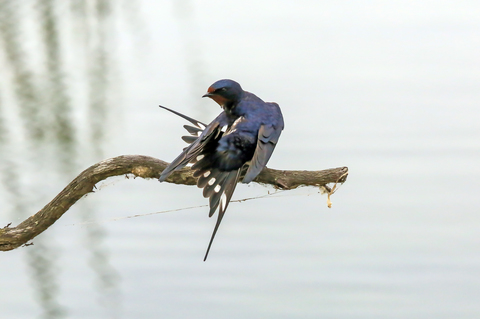 Hirundo rustica