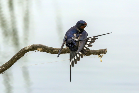 Hirundo rustica