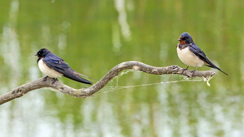 Hirundo rustica
