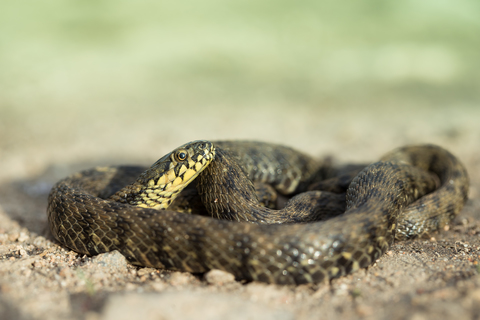 Couleuvre vipérine © CUSIN Benjamin