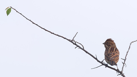 Emberiza schoeniclus / Bruant des roseaux