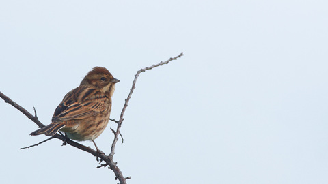 Emberiza schoeniclus / Bruant des roseaux