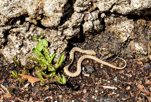 La plus jeune vipérine que j'ai jamais vue : 3 mm de diamètre, 12 cm de longueur