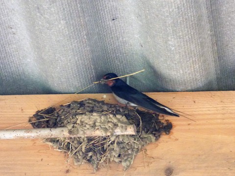 mâle à la construction du nid