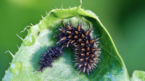 Melitaea athalia