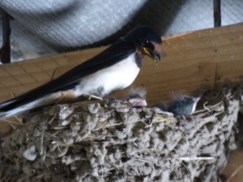 nourrissage des oisillons