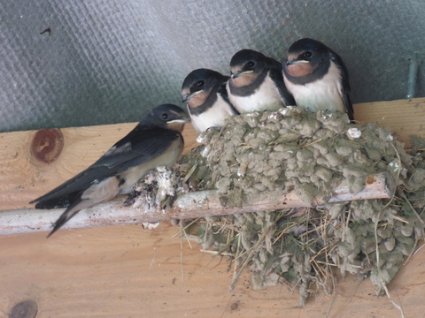 oisillons prêts à l'envol