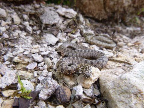 Deux juvéniles de moins d'un an
