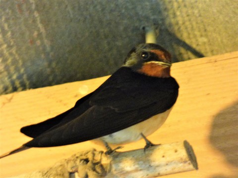 prête pour une noouvelle saison