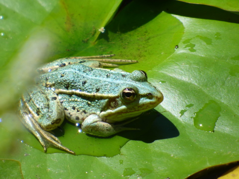 une jolie couleur qui tire sur le bleu